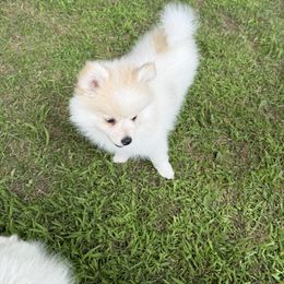 Martha - Red and white female Pomsky puppy in Scandinavia, Wisconsin from Bonnie’s Little Fluffys