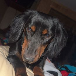Scout - Dachshund