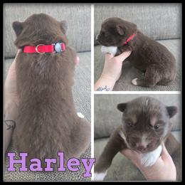 Harley - Red and white female Siberian Husky puppy in Wheeler, Michigan from Haase Family Kennels