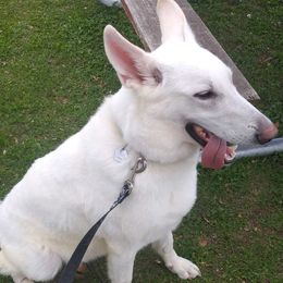 Phoenix - German Shepherd