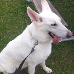 Phoenix - German Shepherd