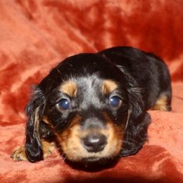 Lime green male - Black and tan male Dachshund puppy in New Canton, Virginia from Mount Calm Golden Retrievers