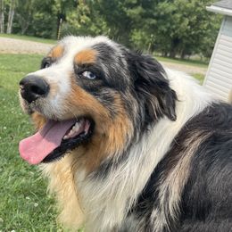 Trip  - Miniature Australian Shepherd