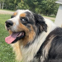 Trip  - Miniature Australian Shepherd