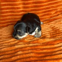 Frankie - Black and gold male Yorkshire Terrier puppy in Tulsa, Oklahoma from Conns Cuddly Canines