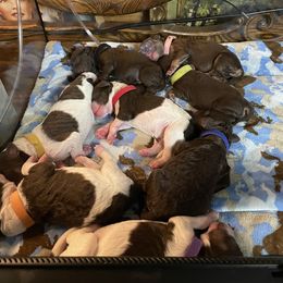 Poodle Puppies from Country Side Kennels