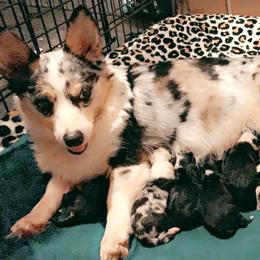 American Corgi, Miniature Australian Shepherd, and Pembroke Welsh Corgi Puppies from Rafter C Aussies & Corgis