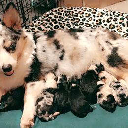American Corgi, Miniature Australian Shepherd, and Pembroke Welsh Corgi Puppies from Rafter C Aussies & Corgis