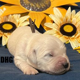6th pick - Light golden male Golden Retriever puppy in Monroe, Tennessee from Dale Hollow Goldens