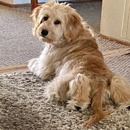 Goldendoodle All Grown Up from Golden Hearted Goldendoodles