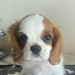 Cavalier King Charles Spaniel Puppies from Christina’s Cavaliers