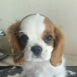 Cavalier King Charles Spaniel Puppies from Christina’s Cavaliers