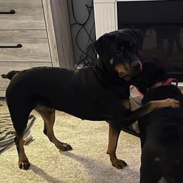 German Shepherds and Rottweilers from Winter German Shepherds and Rotts