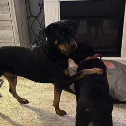 German Shepherds and Rottweilers from Winter German Shepherds and Rotts