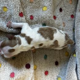 Joy - Blenheim female Cavalier King Charles Spaniel puppy in Paulden, Arizona from Nine Mile Cavaliers