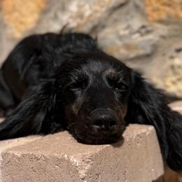 * Berry @WPS - Dachshund