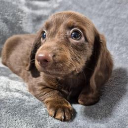 Chip - Chocolate and tan male Dachshund puppy in Aiken, South Carolina from Paragon Puppies
