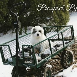 Great Pyrenees Puppies from Prospect Pyrenees