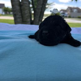 Lilly - Black female Bouvier des Flandres puppy in Buffalo, Missouri from Noble Bouviers