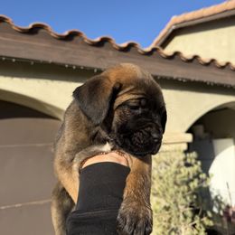 Cane Corso Puppies from ThinLine Cane Corso
