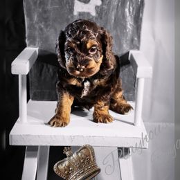 Cockapoo Puppies from Royal Cockapoo Playhouse