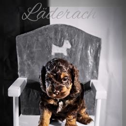 Cockapoo Puppies from Royal Cockapoo Playhouse