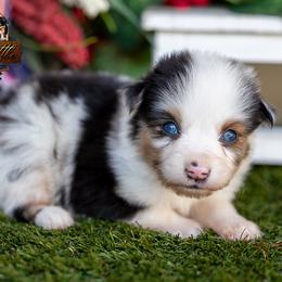 Reign - Blue merle male Miniature American Shepherd puppy in Granbury, Texas from Best Little Aussies