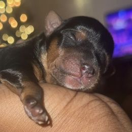 Yorkshire Terriers from Bougie Paws