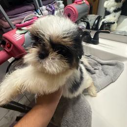 Mattew - Black and white male Shih Tzu puppy in Suwanee County, Florida from Everlasting Shih Tzu