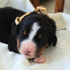 Kia - Black rust and white female Bernese Mountain Dog puppy in Elkton, Maryland from Bernese Beauties