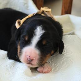 Kia - Black rust and white female Bernese Mountain Dog puppy in Elkton, Maryland from Bernese Beauties