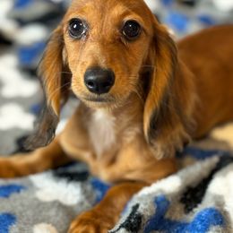 Miley - Dapple Dachshund puppy in Lake City, Florida from My Ditzy Doxies of Florida