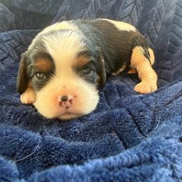 Tricolor Female 2 - Tri-color female Cavalier King Charles Spaniel puppy in Dime Box, Texas from Kuehlers Kavaliers