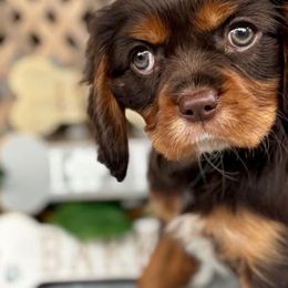 Cavalier King Charles Spaniels from Thundermist Cavaliers