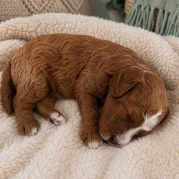 Rosco - Red male Cavapoo puppy in Mount Plymouth, Florida from Jet Cavapoos