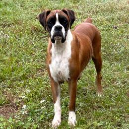 Hannah - Boxer