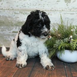 Bernedoodles and Goldendoodles from Dolly's Doodles
