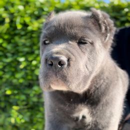 Cane Corso Puppies from Donato Kennels