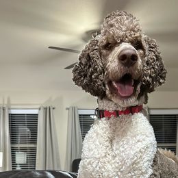 Frankie - Labradoodle