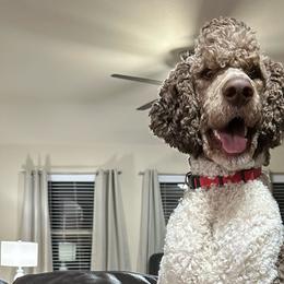 Frankie - Labradoodle