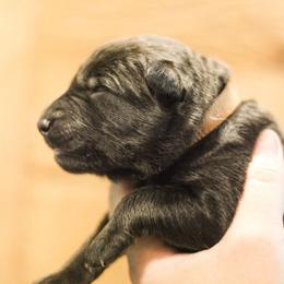 Gunther (Brown Collar) - Sable male German Shepherd puppy in Mason, Michigan from Sweet Breeze Acres