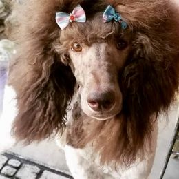 Poppy - Poodle