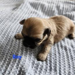 Shih Tzu Puppies from Bowden Farm
