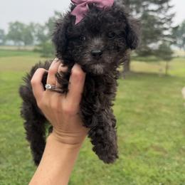 Tiny Lucy - Silver female Poodle puppy in Kalamazoo, Michigan from Creekside Ranch