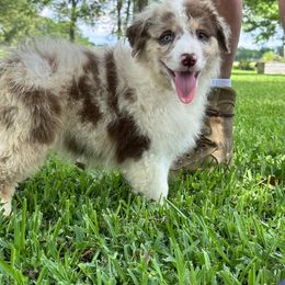 Australian Shepherd Puppies from Haven Farms Australian Shepherds