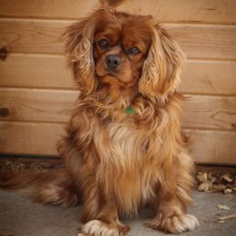 Oliver - Cavalier King Charles Spaniel