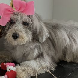 Blue - Blue merle Aussiedoodle puppy in Salem, South Carolina from All Things Doodles