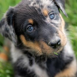 Beauceron Puppies from Feu de l'Âme Beaucerons