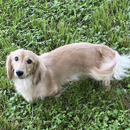 Jelly - Dachshund
