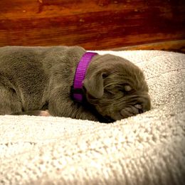 Great Dane Puppies from Alchemy Danes